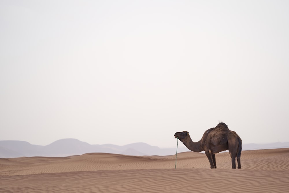 selective focus photography of camel at desert during daytime