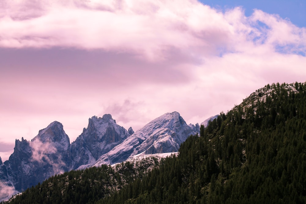 green pine trees covered mountain