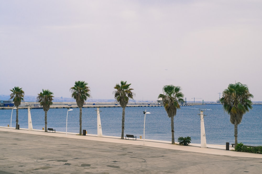 green palm trees beside lamp post and body of water