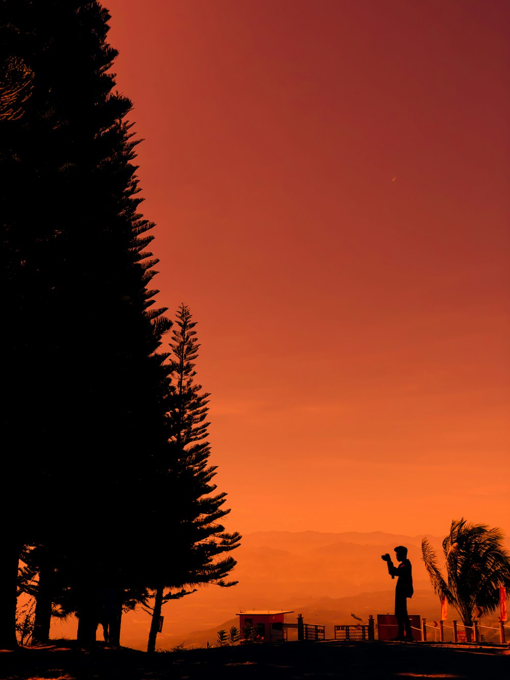 silhouette dell'uomo in piedi vicino agli alberi