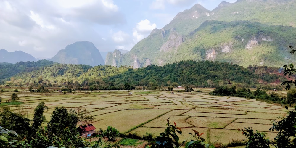 green rice field during daytime