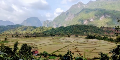 green rice field during daytime laos teams background