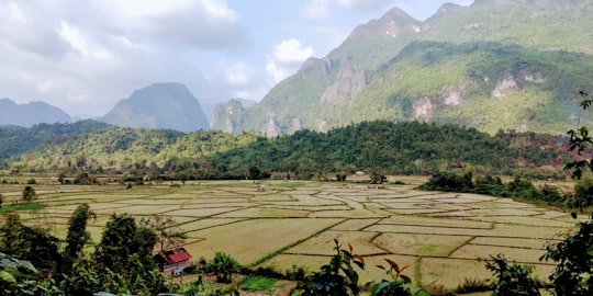 green rice field during daytime in Vang Vieng Laos