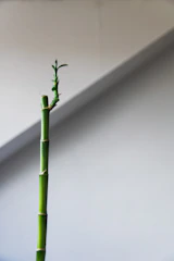 Close-up of bamboo-inspired texture overlaying a minimalist website layout.