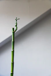 Minimalist bamboo stalks in soft grayscale representing growth and structure.
