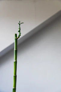 Minimalist bamboo stalks in soft grayscale representing growth and structure.