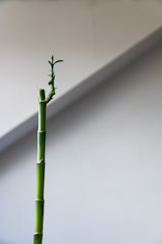 A single green bamboo stalk with a few small leaves emerging from the top, set against a plain light gray background. The image is minimalistic and emphasizes the simplicity and elegance of the bamboo.