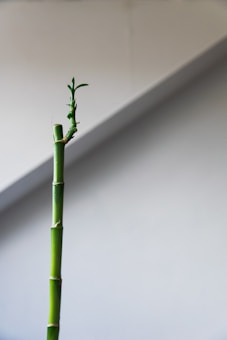 A single green bamboo stalk with a few small leaves emerging from the top, set against a plain light gray background. The image is minimalistic and emphasizes the simplicity and elegance of the bamboo.