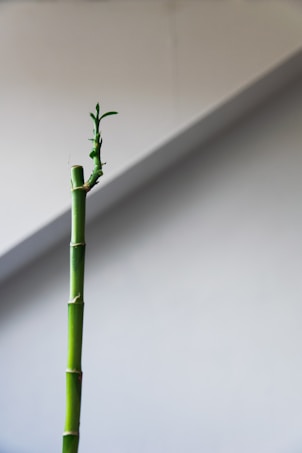 A single green bamboo stalk with a few small leaves emerging from the top, set against a plain light gray background. The image is minimalistic and emphasizes the simplicity and elegance of the bamboo.