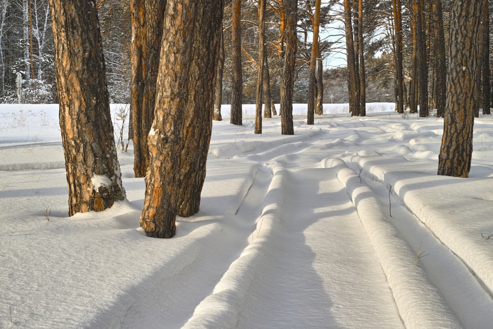 snow covered road during daytime