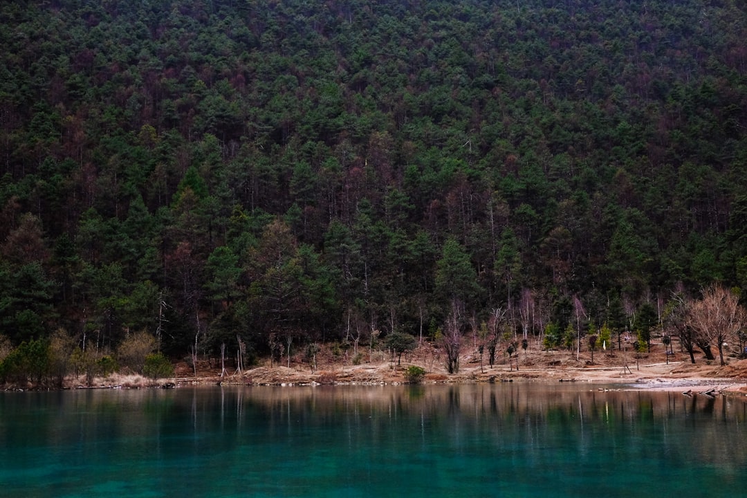 body of water near green-leafed trees