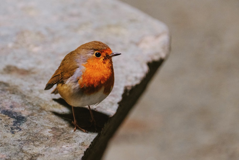 orange and gray bird on rock