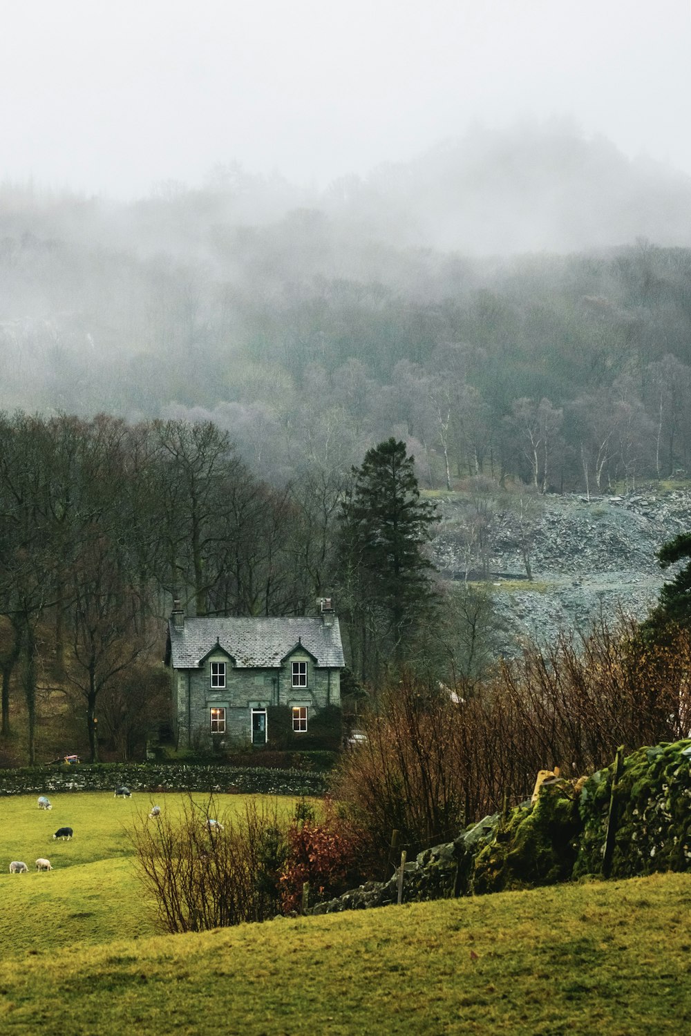 house at forest surrounded with fog