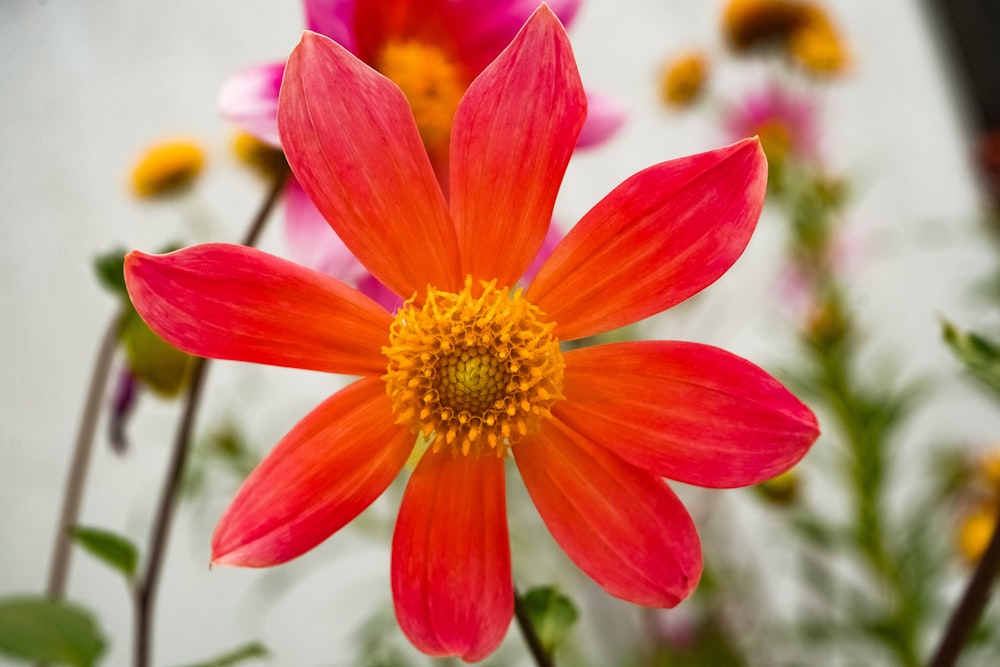 赤い花びらの花の接写