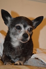 A small, older dog with a gray and black coat lies on a soft surface. Its ears stand erect, and its eyes look attentively forward. The dog's fur has a slight texture, and the white fur on its muzzle indicates its age. The lighting casts a soft shadow behind the dog.