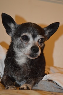A small, older dog with a gray and black coat lies on a soft surface. Its ears stand erect, and its eyes look attentively forward. The dog's fur has a slight texture, and the white fur on its muzzle indicates its age. The lighting casts a soft shadow behind the dog.