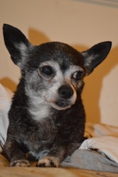 Longevidad Canina: Claves para la Salud de Perros Senior
