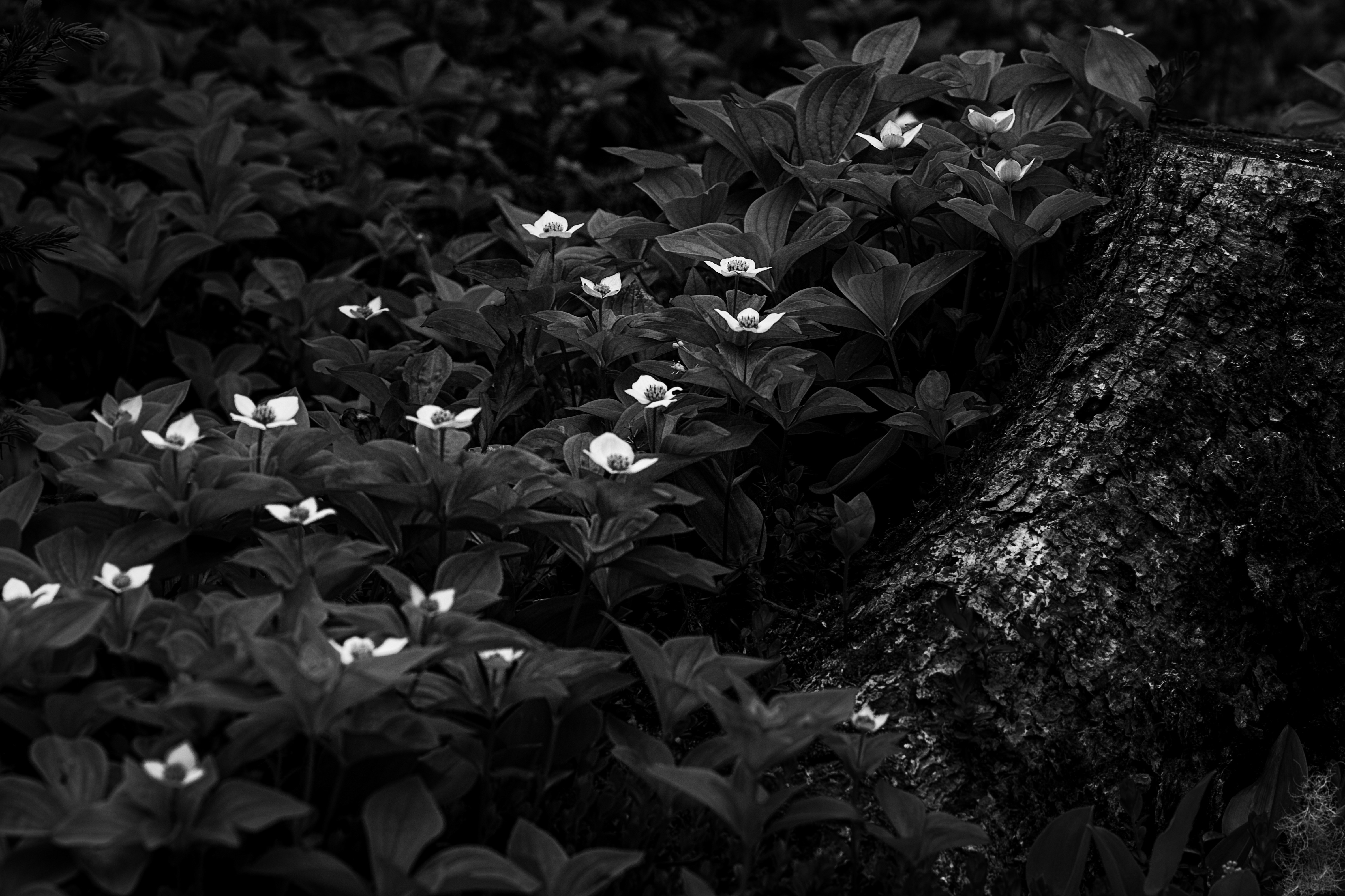 Photo by ronwhitaker