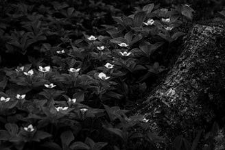 A black and white photograph captures a cluster of flowers with white petals and dark leaves, surrounding a textured tree stump. The contrast between the bright flowers and the dark foliage creates a dramatic effect.