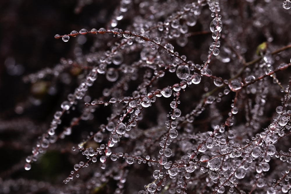 water dew on tree