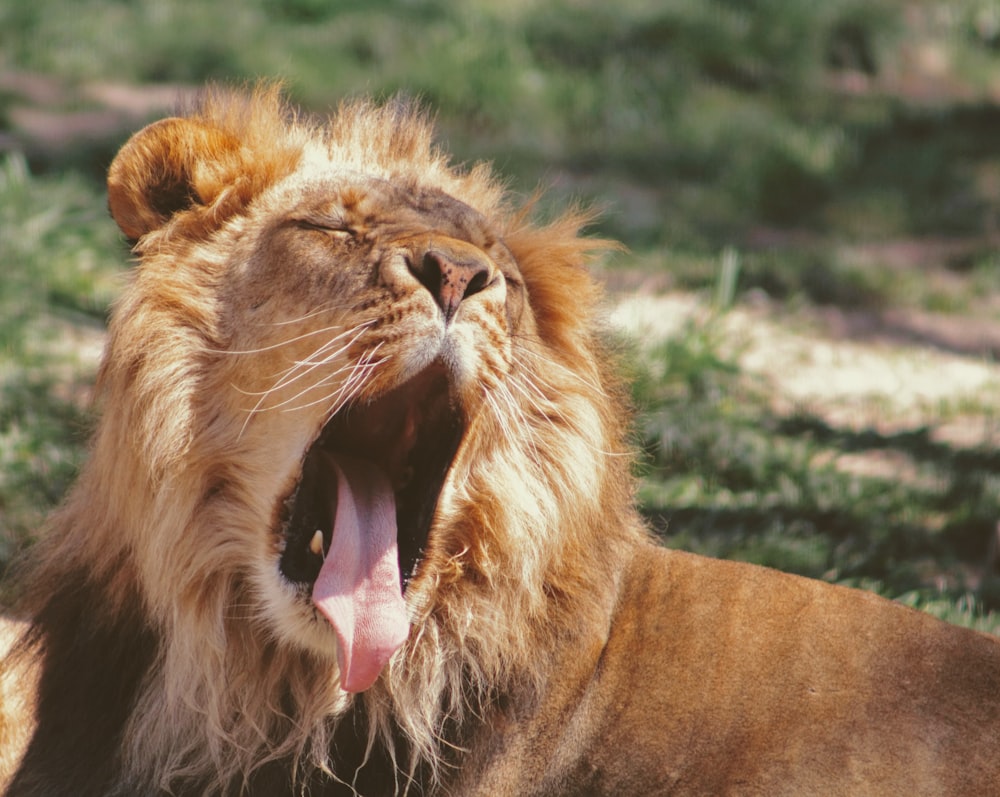 lying lion yawning