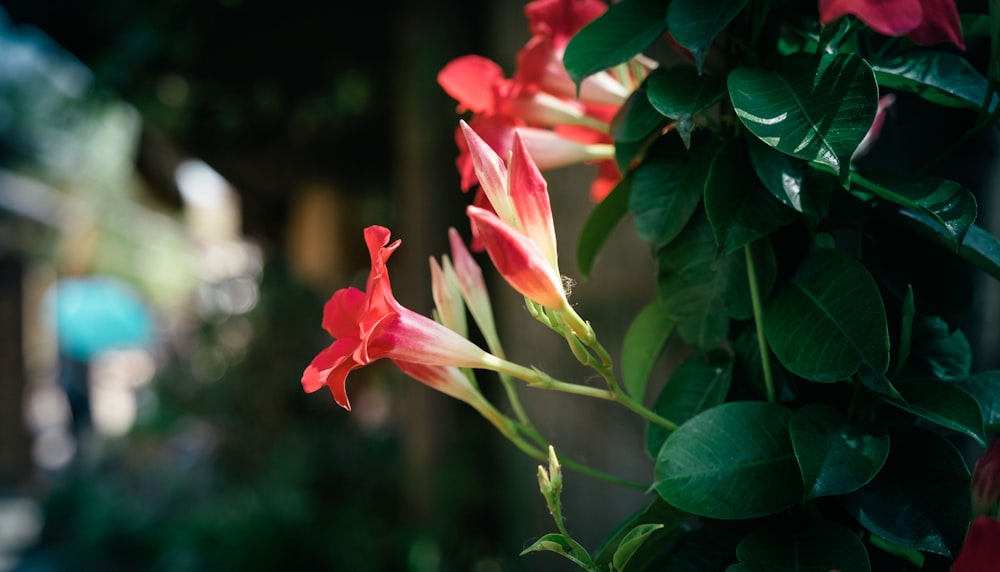 Foto flores rojas en forma de campana – Imagen Planta gratis en Unsplash