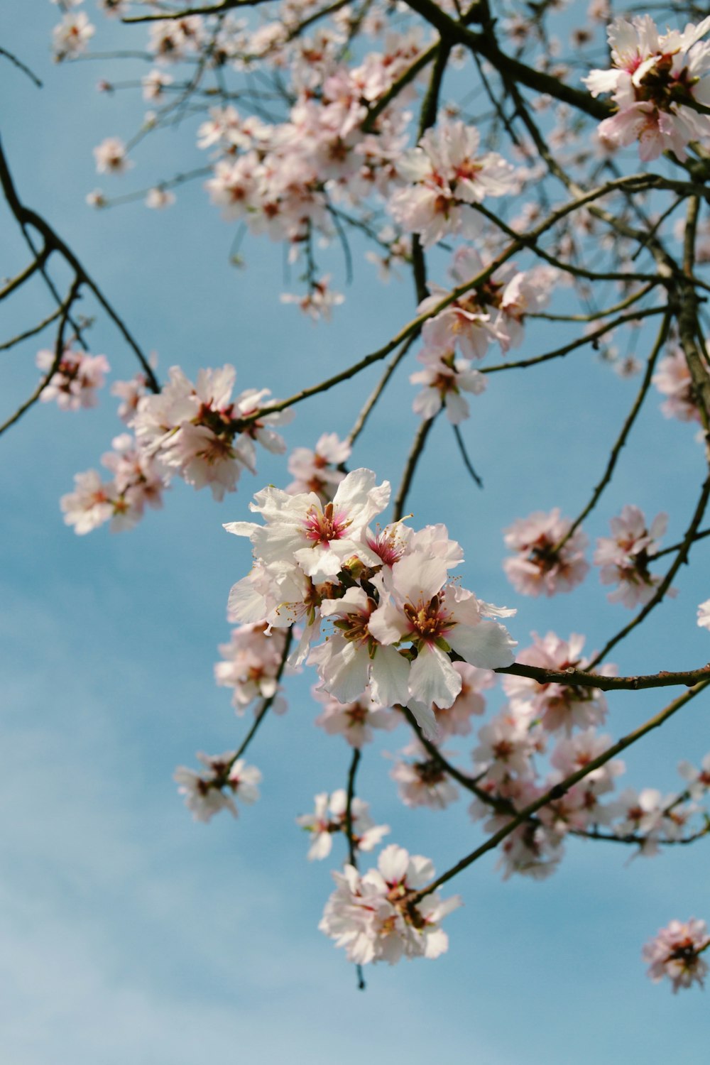 white-petaled flowers