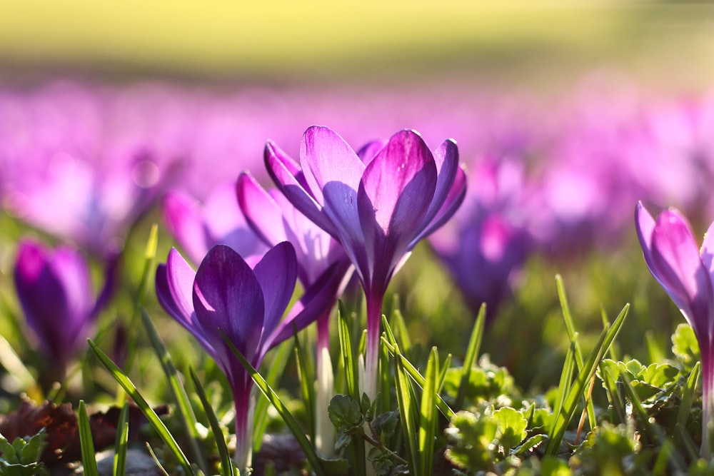 Fleurs à pétales pourpres