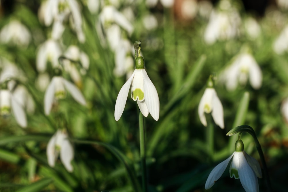 white flowers field