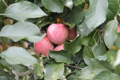Close-up of golden apples resting in lush green leaves, symbolizing rare treasures.