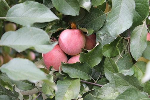 Close-up of golden apples hanging from lush branches symbolizing rare travel experiences.