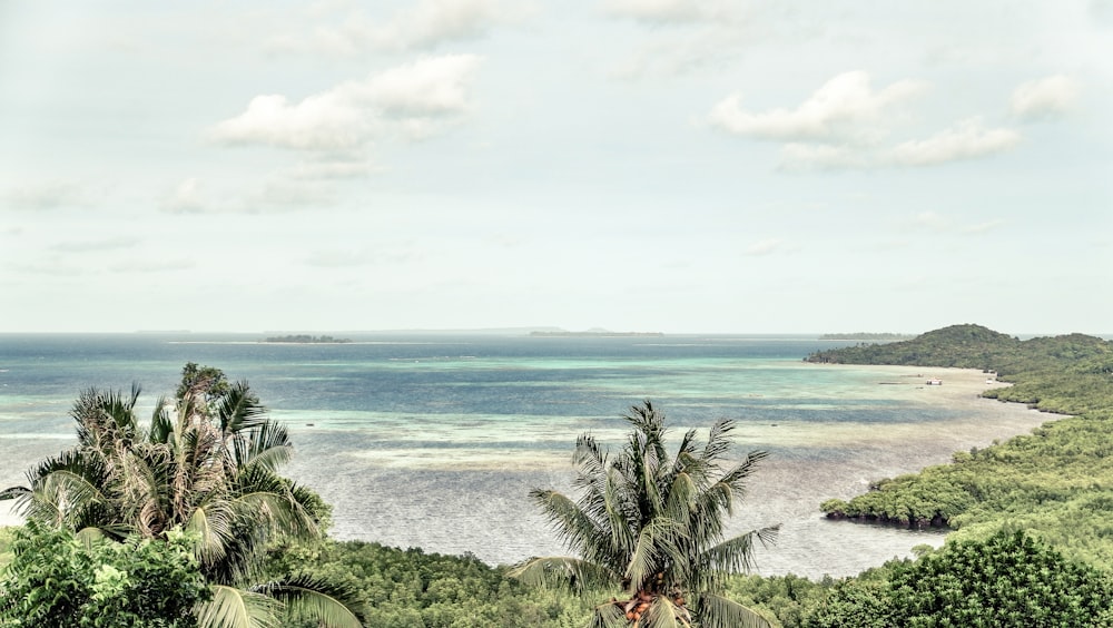 coconut trees on seashore