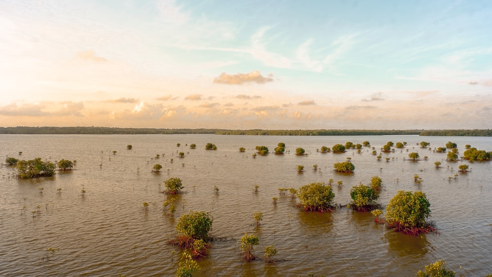 a large body of water with trees in it