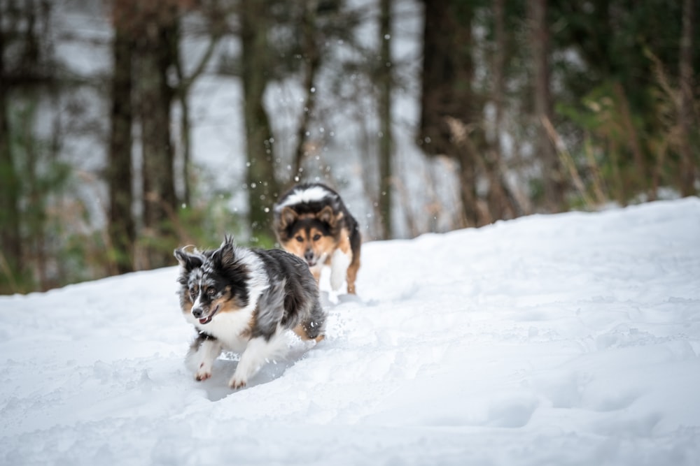 two gray and black dogs running on field covered with snow