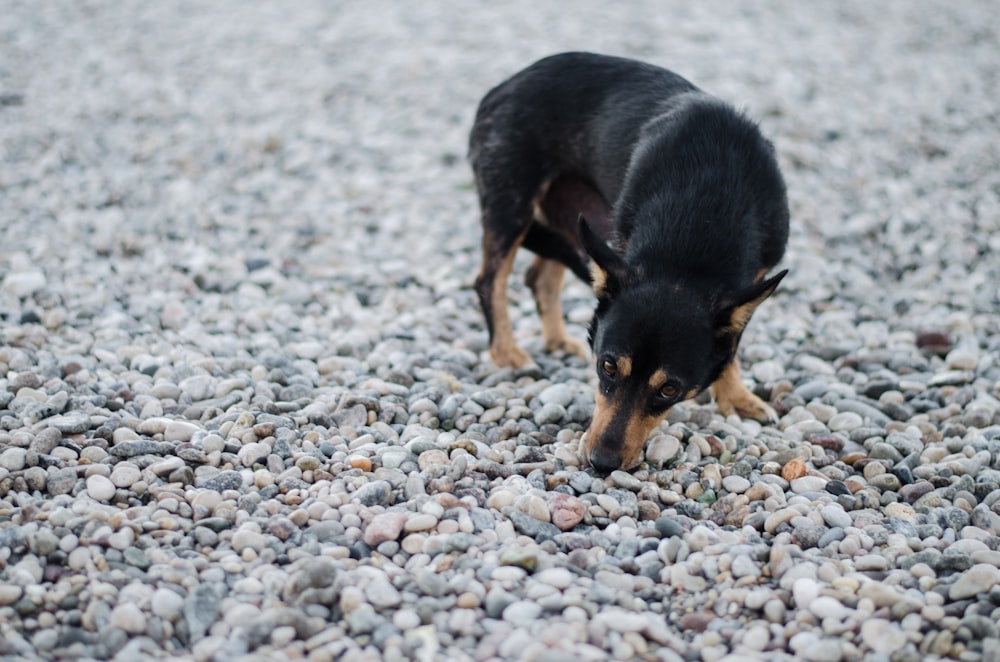 short-coated black and tan dog