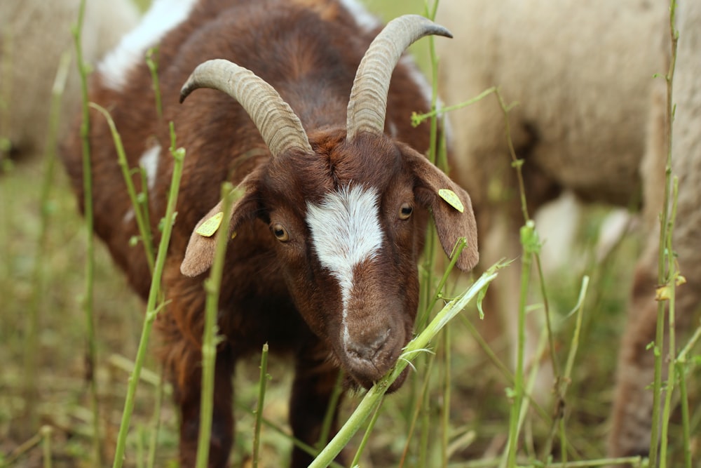 Un primer plano de una cabra en un campo de hierba