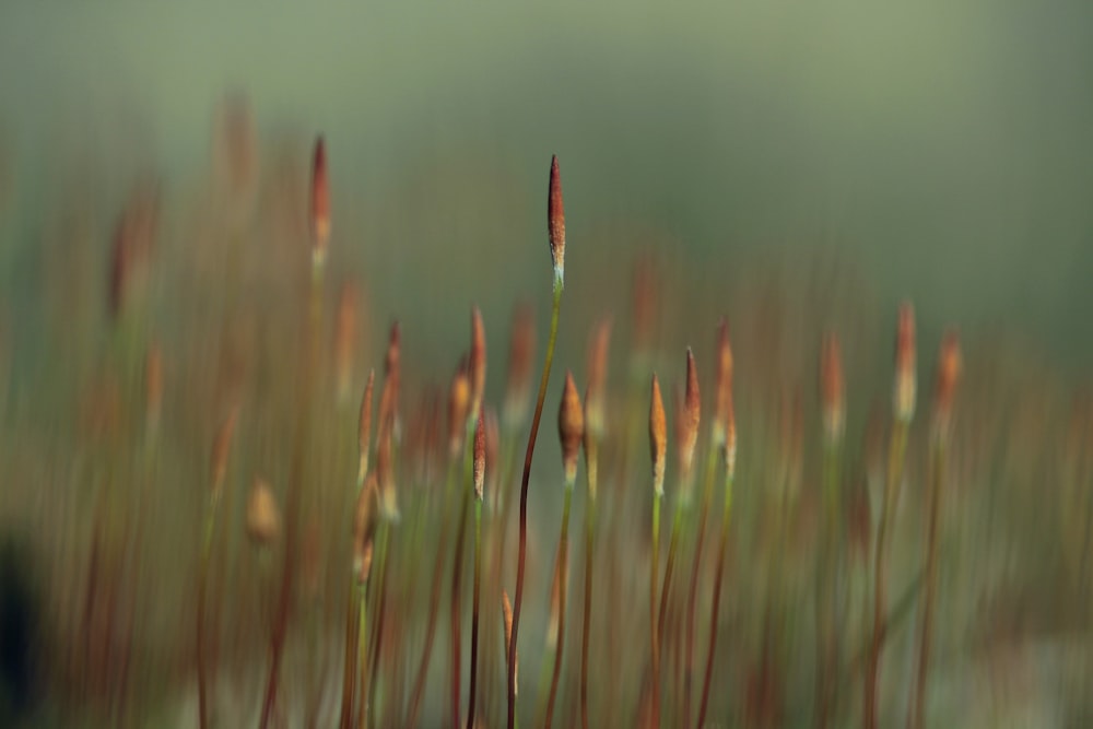 red flower bud