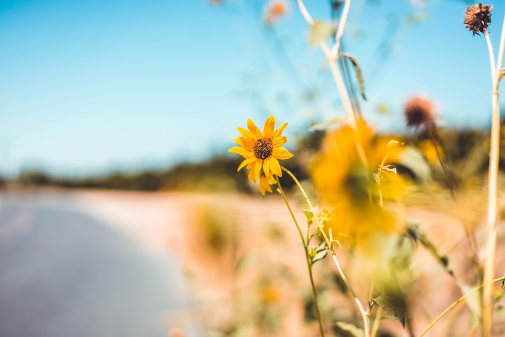 selective focus photography of yellow daisy flower field at shore during daytime