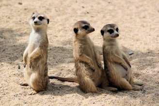 Three meerkats stand upright in a sandy environment, appearing alert and attentive. They have tan fur with dark markings around their eyes and snouts, and their bodies are oriented towards different directions.