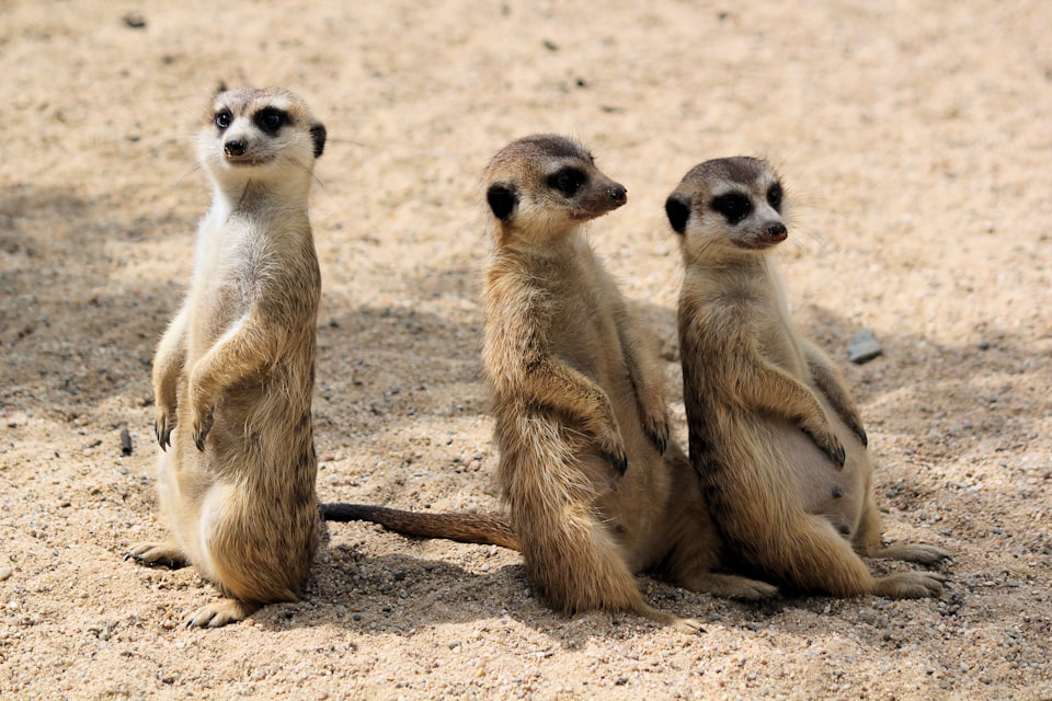three meerkats on their hind legs