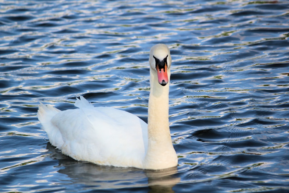 white goose floating on body of water