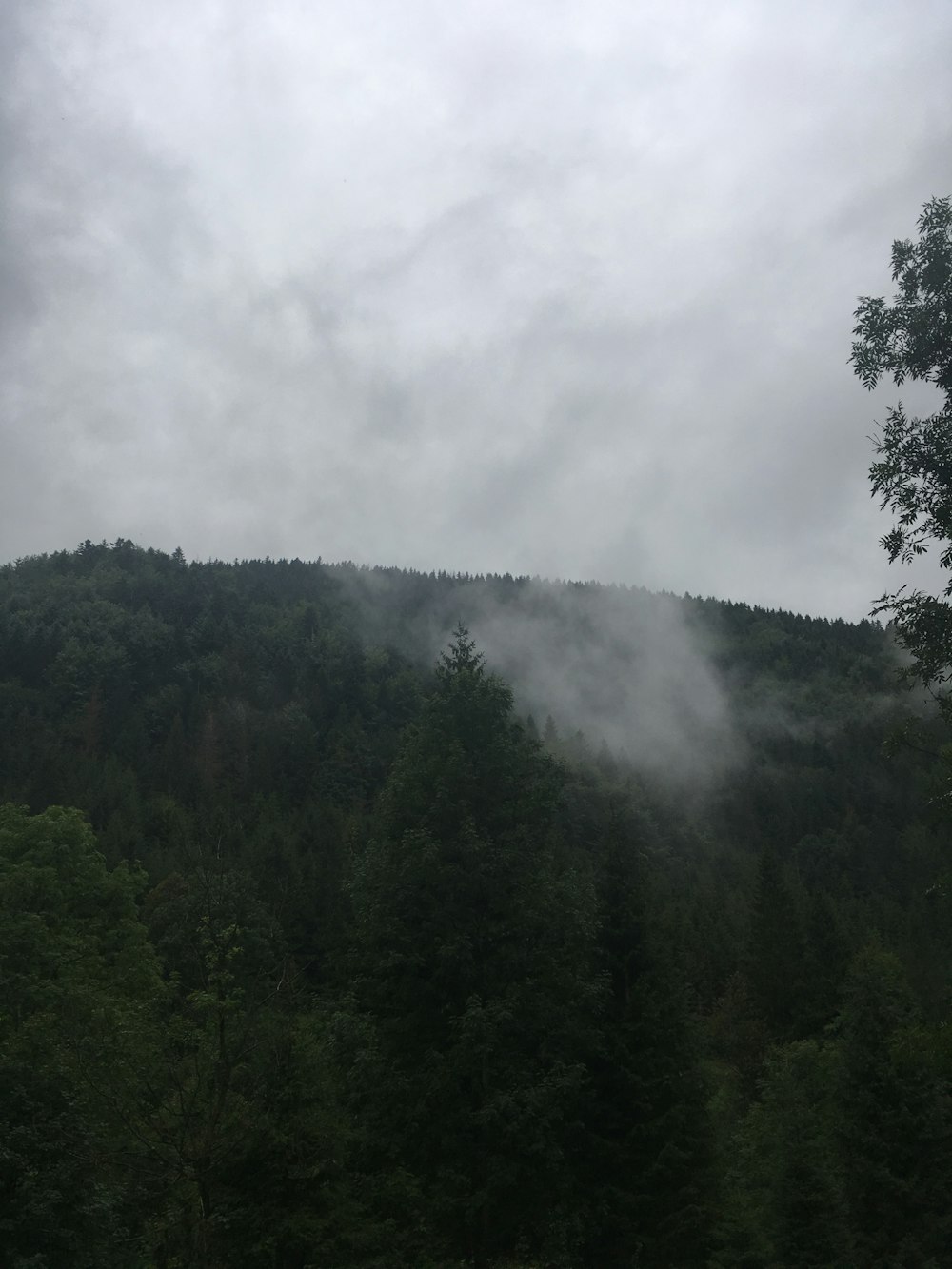 green trees in forest during daytime