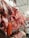A butcher's shop displaying a variety of raw meats, including whole pig heads, hanging carcasses, and sausages. There is a man in a white uniform working behind the counter, surrounded by various cuts of meat on metal shelves.