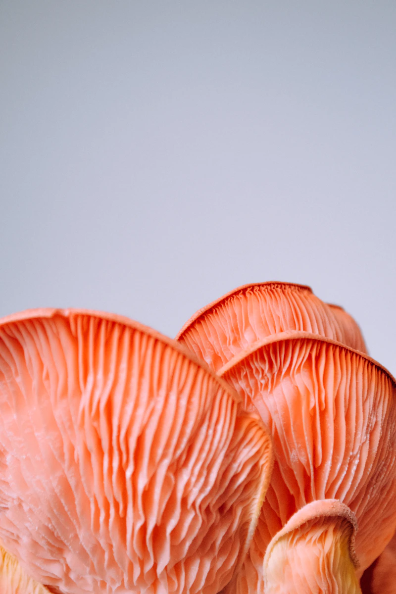 Vivid pink oyster mushroom cluster