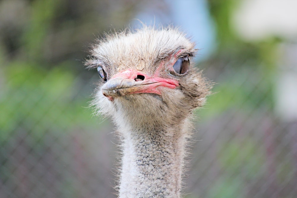 brown ostrich on selective focus photography