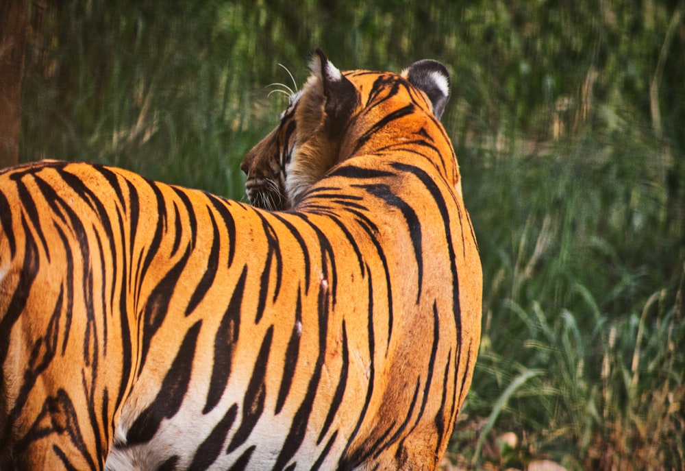 Tiger Stripes Pictures  Download Free Images on Unsplash