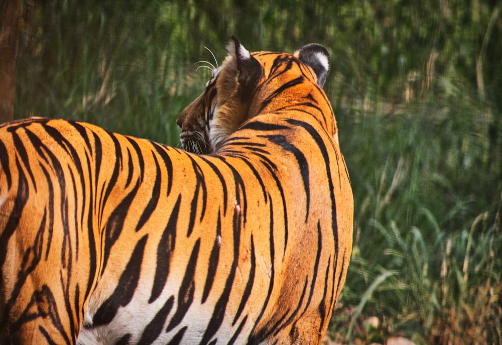 tigre nera e marrone vicino allo specchio d'acqua durante il giorno