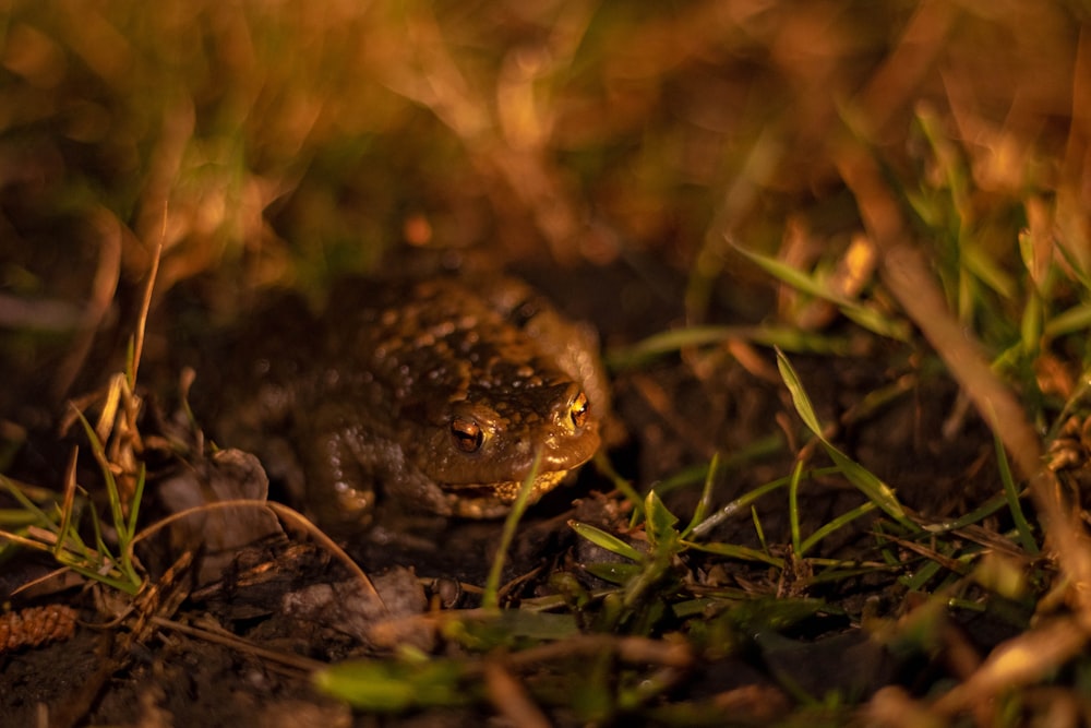 brown frog on green grass in close-up photo