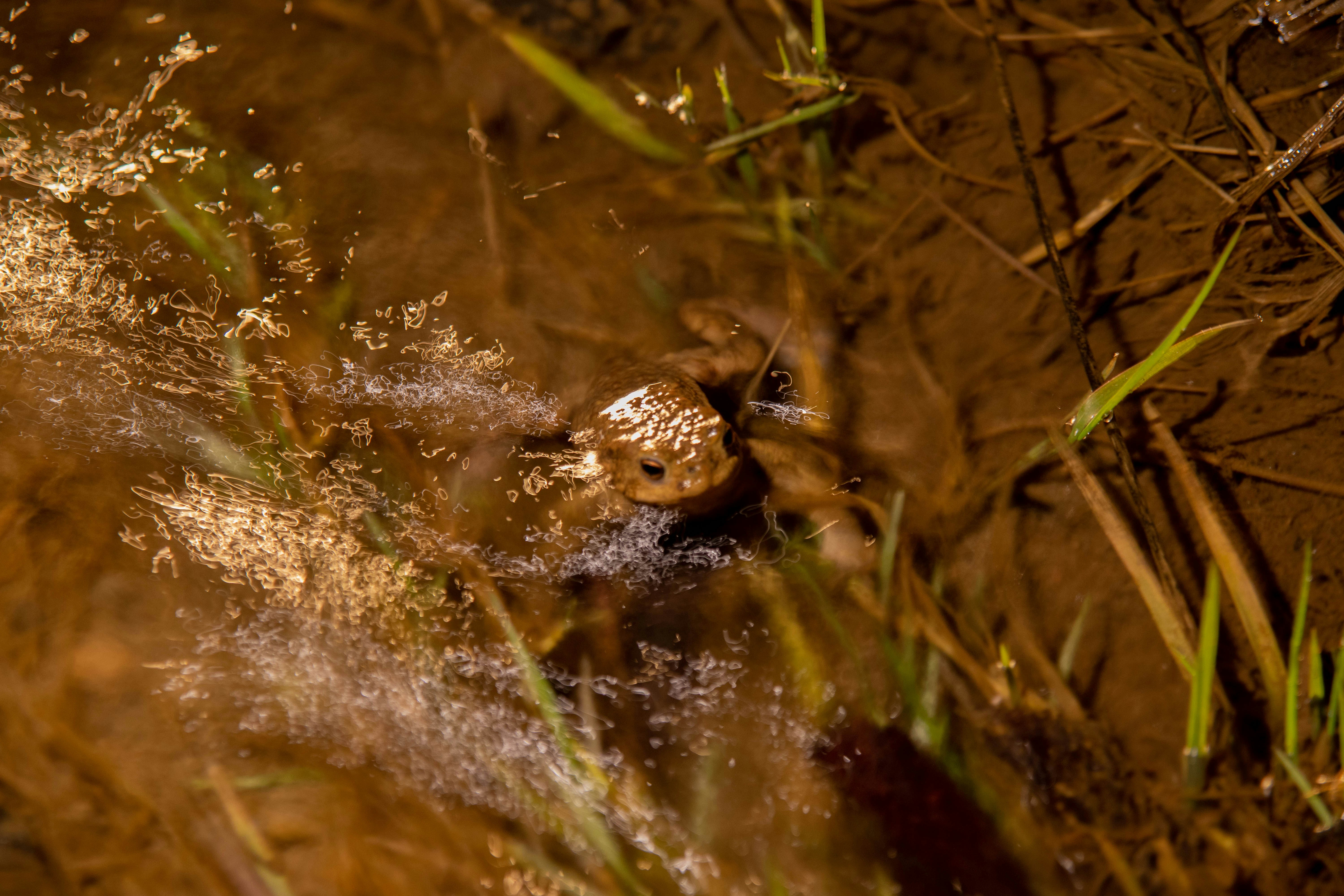 Edinburgh, Scotland: Frog Rainfall (image credits: unsplash)