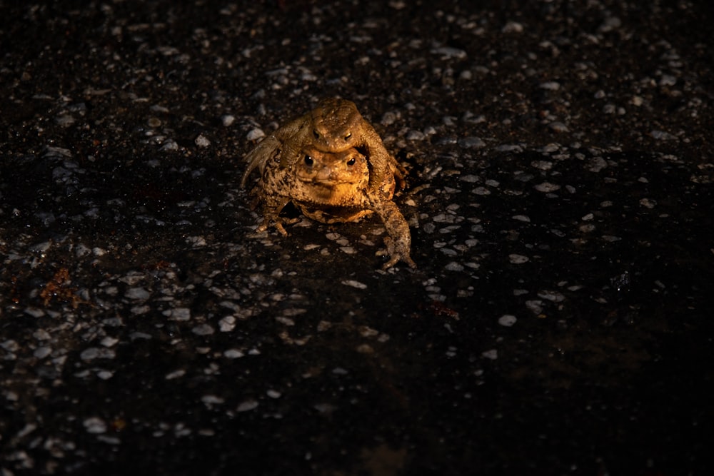 two brown frogs on gray pavement